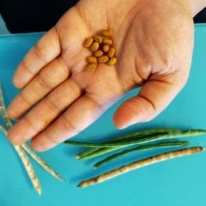 Home grown Beans - Sow it in the month of April