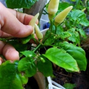 Kitchen Garden Chillies - April month food basket