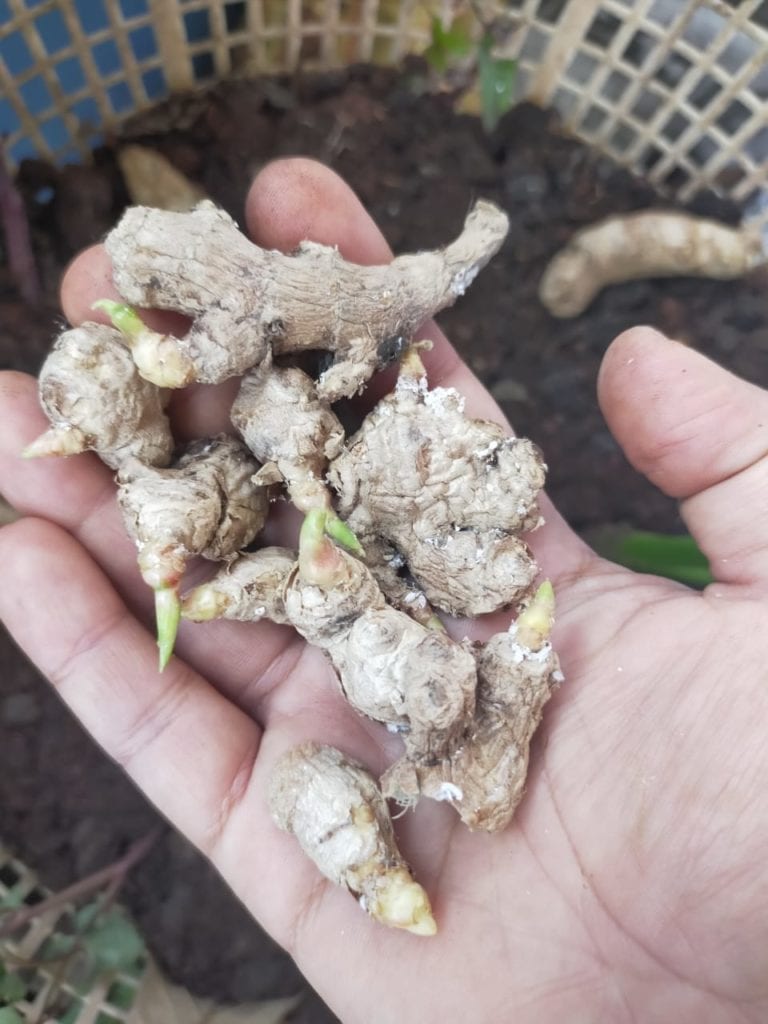 Grow your own Ginger
