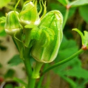 Lady finger grown in Edible Gardens