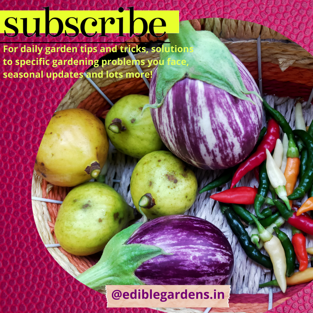 Edible Gardens - Monthly Subscription