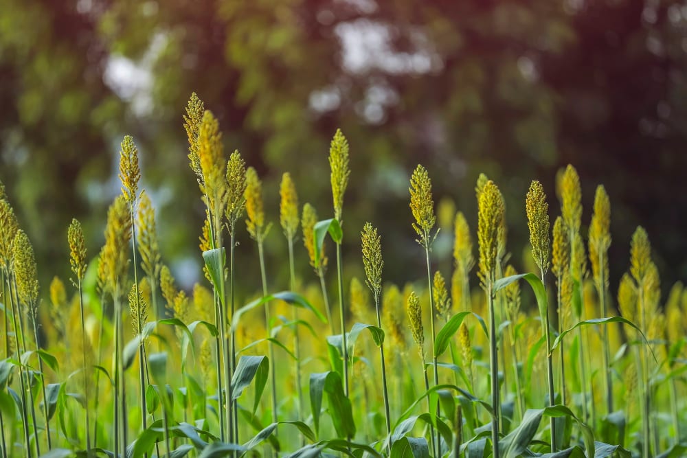 Farm Design in Mumbai