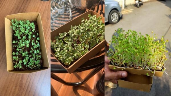 Microgreens