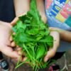 Leafy green vegetables harvest from balcony garden