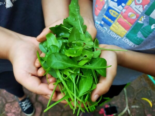 Leafy green vegetables harvest from balcony garden