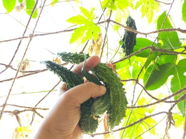 Karelas growing in a Balcony Garden