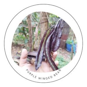 Purple Winged Bean seeds for kitchen gardeners