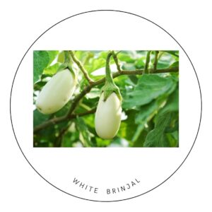 White Brinjal seeds